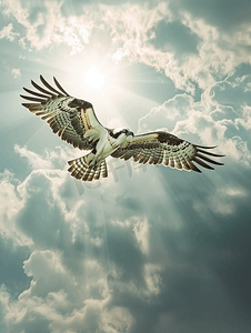 翱翔的鱼鹰鸟在多云的天空中飞翔