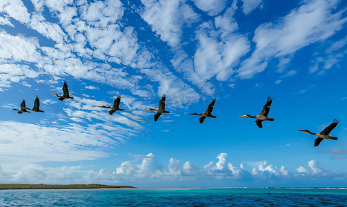 素材奥特曼图片摄影照片_弗雷加特鸟群飞翔蓝天背景墨西哥康托伊岛