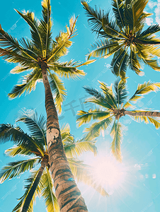 蓝天下的椰子树椰子树的枝条映衬在清澈的蓝天上
