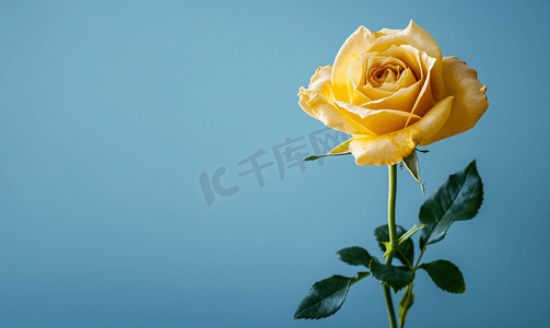 复古花蓝色摄影照片_黄色玫瑰花与蓝色垂直背景