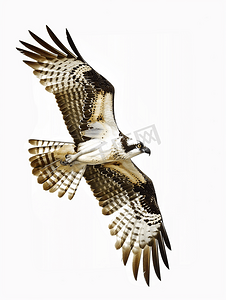 洁白的翅膀摄影照片_令人惊叹的鱼鹰在飞行中折叠翅膀