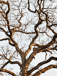 公益人物剪影摄影照片_干橡树天空映衬的一棵树没有叶子的干树枝