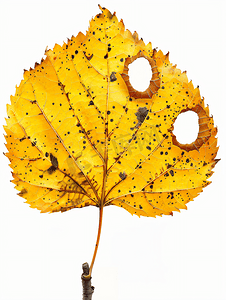 桦树木摄影照片_落下的有孔的黄色桦树叶子被隔离
