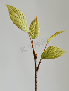 植物树叶纹理摄影照片_树枝背面有两片七叶树叶