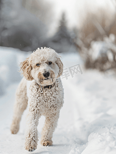 毛发干枯摄影照片_冬天散步的狗白色的宠物毛发雪和狗散步的动物