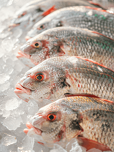 海鲜肉类摄影照片_市场上冰上的新鲜罗非鱼