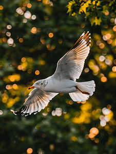 海鸥飞过树木飞行中的鸟夏日大自然的生活