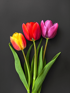 紫色母亲节摄影照片_灰色背景中的多彩多姿的春天花朵郁金香