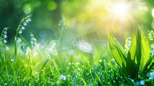 植物阳光摄影照片_青草植物阳光自然摄影照片