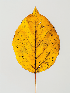 秋天美腿摄影照片_白蜡树落黄叶的背面
