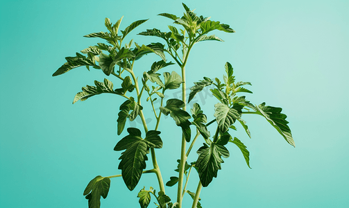 植物番茄摄影照片_开花的番茄植株准备生产
