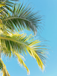 蓝天下的椰子树椰子树的枝条映衬在清澈的蓝天上