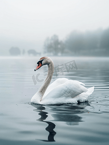 镜子动物摄影照片_天鹅在湖中游泳白天鹅在水中野生鸟类