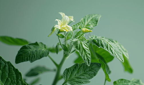 开花的番茄植株准备生产