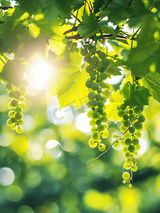 阳光葡萄摄影照片_阳光明媚、风和日丽的天气中葡萄的绿叶