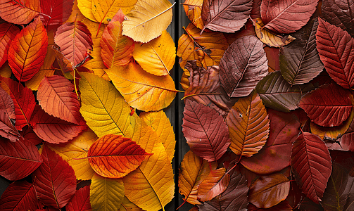 多彩多姿的秋叶制成的两个侧框