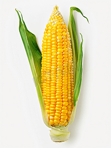 福气边框摄影照片_白色背景下孤立的甜玉米