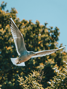 海鸥飞过树木飞行中的鸟夏日大自然的生活