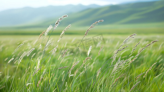 黑色风动板摄影照片_田野风吹草动山峰摄影照片