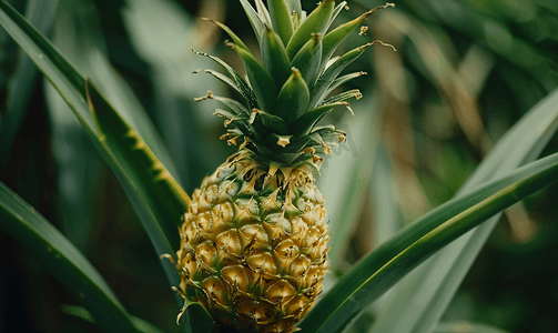 养分摄影照片_特写菠萝种植园