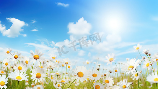 蓝天下美丽白色小雏菊高清摄影图