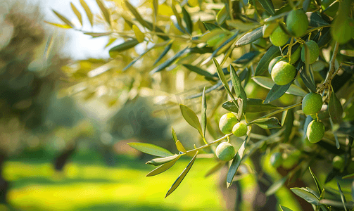 西西里岛花园里的绿橄榄树