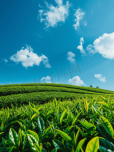 蓝天田野摄影照片_蓝天背景的绿茶农场