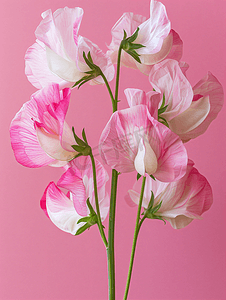 粉色和白色的香豌豆花