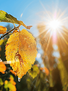 季节变化或晴朗的天气预报符号