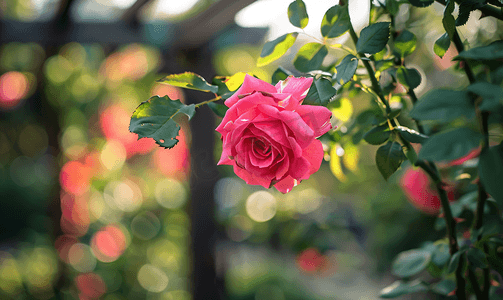 一朵攀爬的粉红玫瑰覆盖着花园里的凉亭