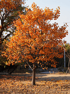 生态植被摄影照片_韩国水原柿子树的图片