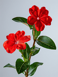 称为摄影照片_长春花的红色花朵该植物通常被称为长春花或长春花