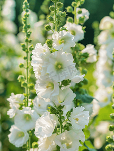 花园里装饰着美丽的白花蜀葵花