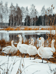 农场里的鹅幼鹅与白桦树池塘岸边的白鸟