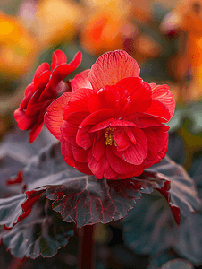 花园里的红色秋海棠花