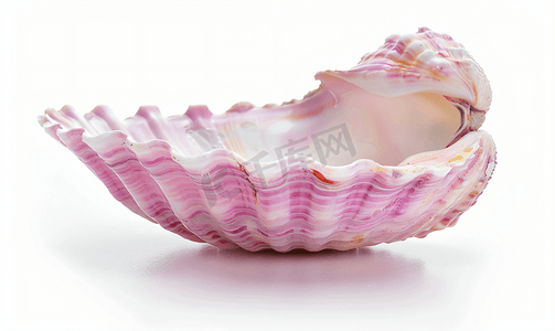 粉红色的蛤蜊壳上白色孤立