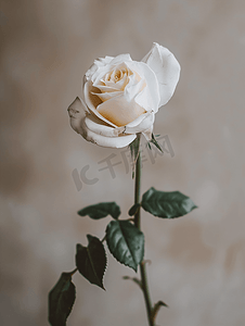 灰色背景上一朵白玫瑰
