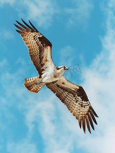 有翼的摄影照片_令人惊叹的鱼鹰在蓝天飞翔