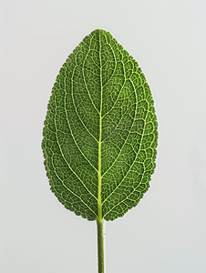 鼠尾草摄影照片_分离的鼠尾草植物绿叶的背面