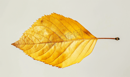 孤立的灰树黄色秋叶
