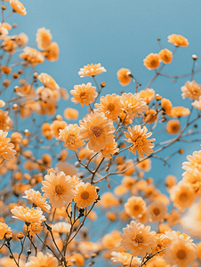 被黄色雏菊花覆盖的植物的特写