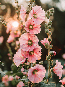 红色名片摄影照片_花园里的粉红色花蜀葵
