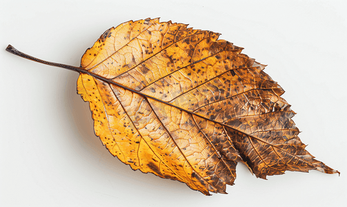 秋天美腿摄影照片_白桦树老落叶的背面