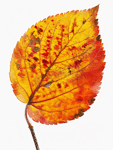 红色叶子秋天摄影照片_秋天的红色和黄色的苹果树的叶子被隔离