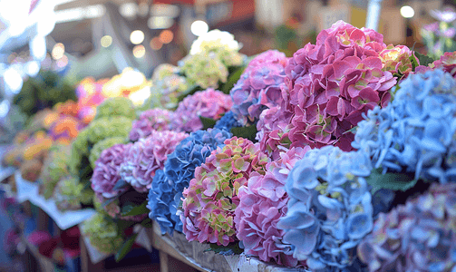 紫色鲜花摄影照片_在法国市场上的绣球花