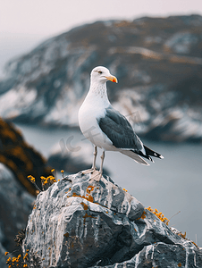 天空海鸥摄影照片_西班牙大西洋西斯群岛上的海鸥