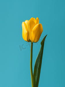郁金摄影照片_在垂直的青色背景的黄色郁金香花