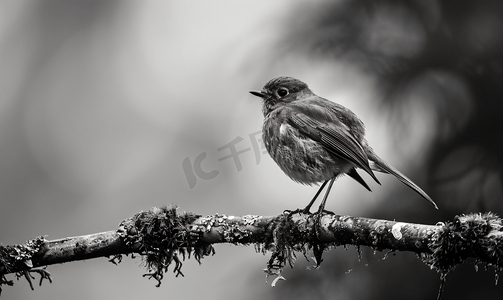 知更鸟在长满苔藓和地衣的冷杉树枝上拍摄黑白照片