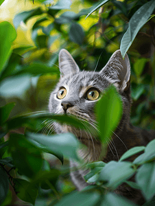 花园里一只眼睛漂亮的可爱灰猫的肖像垂直视图