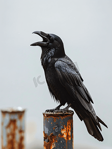 万圣节摄影照片_可怕的呱呱叫的乌鸦坐在杆子上
